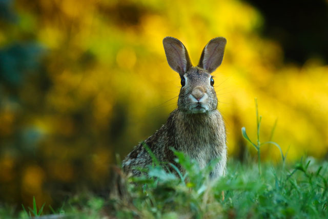 Close Up Of Rabbit On Field