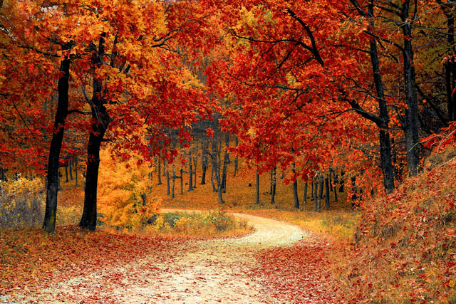 Nature Red Forest Leaves